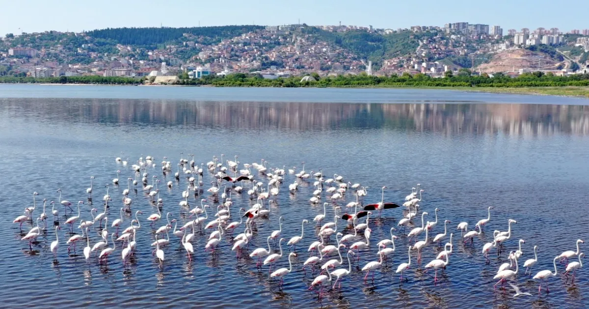 İzmit Körfezi’nin pembe süsleri geldi... Biyoçeşitlilik artıyor