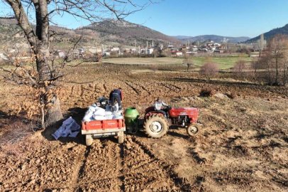 Bursa Gürsu'nun verimli ovasında 20 tonluk rekolte bekleniyor