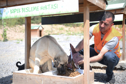 Sokak hayvanlarına 12 ton mama dağıtıldı