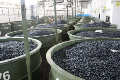 Marmarabirlik’ten zeytin üreticilerine 61 milyon TL’lik ödeme daha