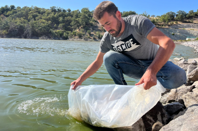 30 bin yavru sazan göletlere salındı