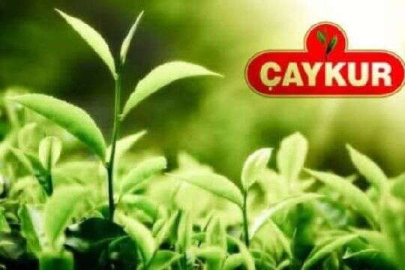 ÇAYKUR 213 bin ton yaş çay aldı