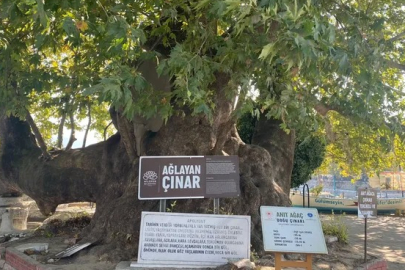 Bursa'da gözyaşı akıtan Çınar, turistlerin ilgi odağı