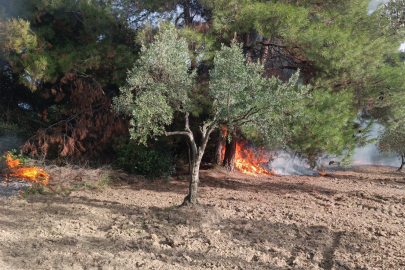 Mudanya Çağrışan'da tarım arazisinde çıkan yangın korkuttu