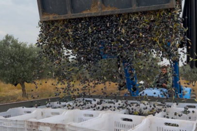 Zeytin hasadı başladı