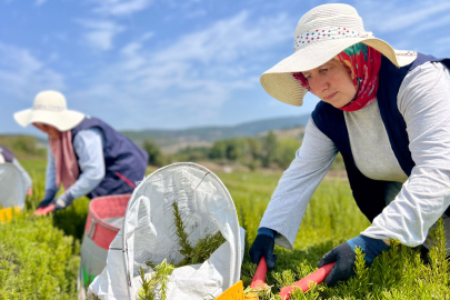 TABİP'te sezonun hasadı tamamlandı