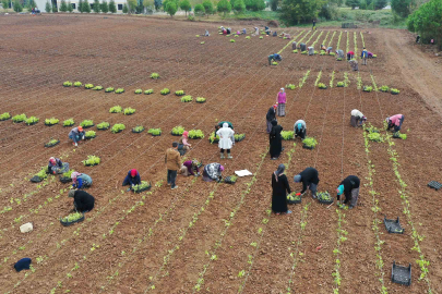 5 milyon fide toprakla buluşturuldu