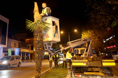 Sakarya'da palmiyelere dondurucu soğuklara karşı özel önlem